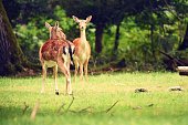 Closeup shot of two European fallow deers on a grass field on a sunny day