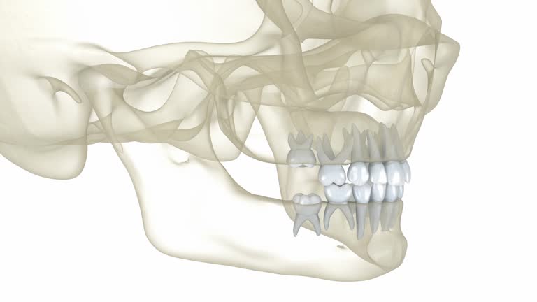 Baby primary tooth eruption. Medically accurate dental 3D animation