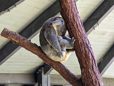 Koala Bear sitting on a tree leaning his head on the trunk