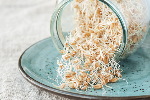 Glass jar with sprouted wheat grains on a blue plate.