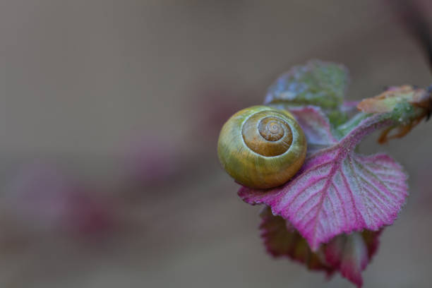 Snail on leaf in spring garden closeup. Unbanded yellow shell Cepaea hortensis on pink leaf close up with copy space. White-lipped snail or garden banded snail on bush on blurry background