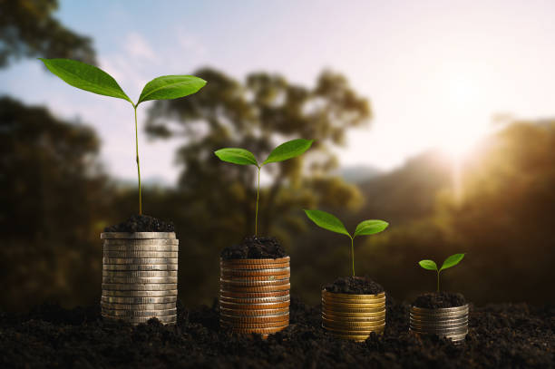 istock Plant growing step with coins stack on dirt and sunshine in nature morning light. concept saving money. 1453748263