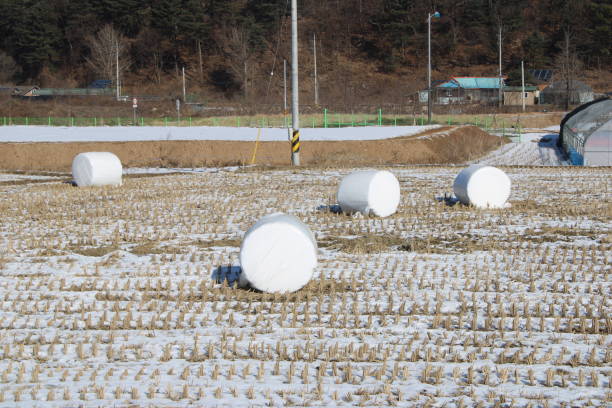 Gapyeong, Korea-January 2, 2023: Marshmallow-like wrapped bales of hay on winter rice field, near downtown Seorak, Gapyeong