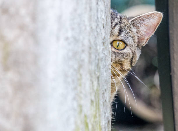istock Closeup of a gray tabby cat looking behind the wall. 1453748676