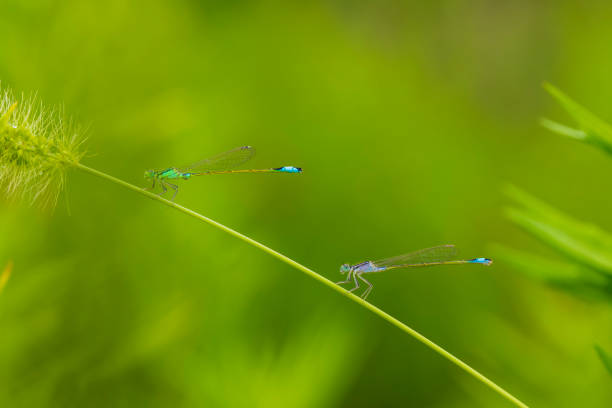 A dragonfly perched on a leaf.