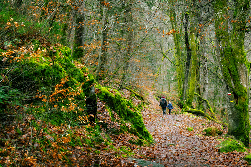 une balade dans les bois dans le Morvan