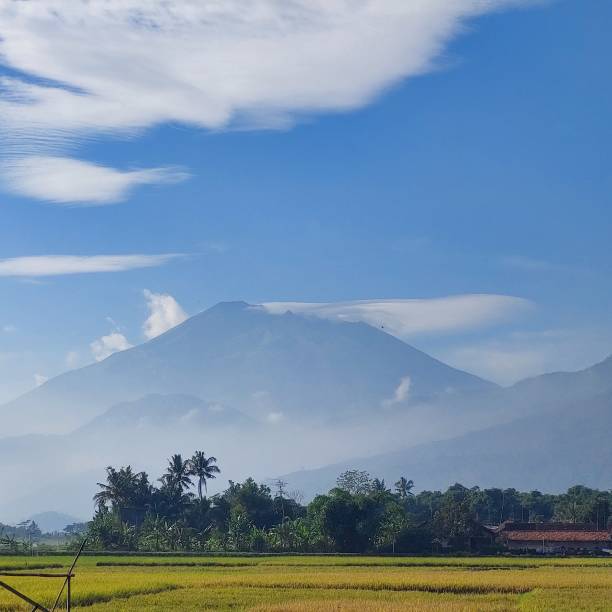 istock the view of rice fields that have turned yellow ready to be harvested 1453750117