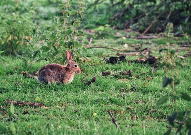 istock Cute European rabbit sitting on the grass during the daytime 1453750597