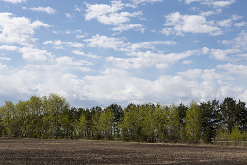 Fresh bright spring landscape in outdoors with fluffy clouds in blue heaven with sunlight above black field of arable land and green line of birches. Joyful rural scene.