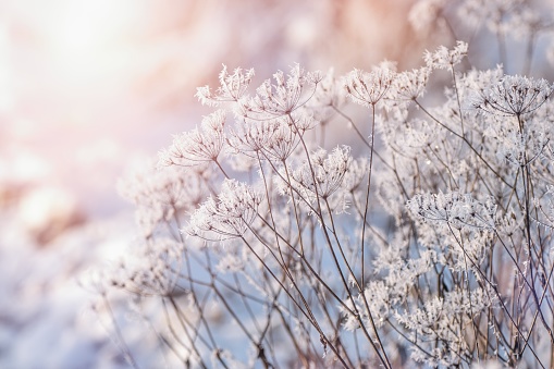 Beautiful winter scenery with frozen plants and sunshine