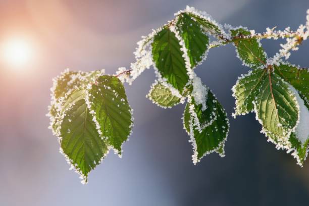 beautiful winter scenery with frozen leaves and sunshine - dry january stockfoto's en -beelden