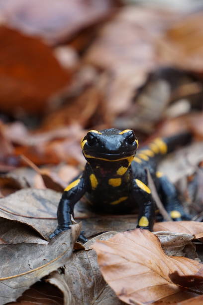 istock A small salamander in the middle of the nature 1453751921
