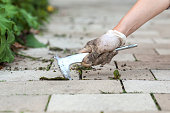 Removing Weed in Pavement