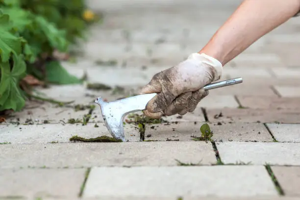 Removing Weed in Pavement. Tool for Weed Removal pavement.