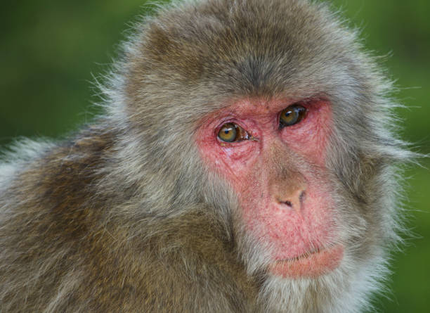 istock Closeup of a Japanese macaque, Macaca fuscata. 1453754659
