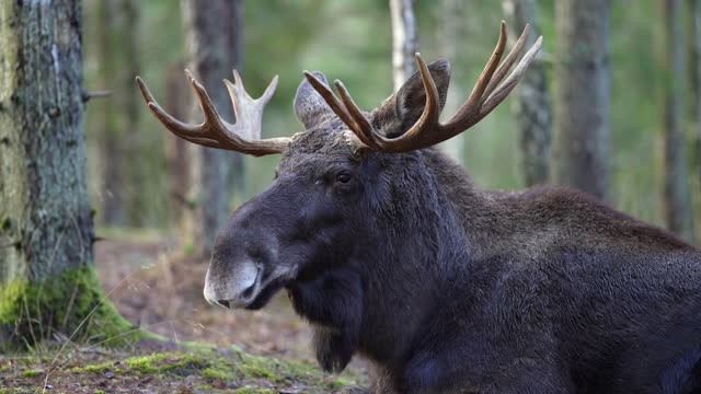 Moose bull with big antlers close up in forest.