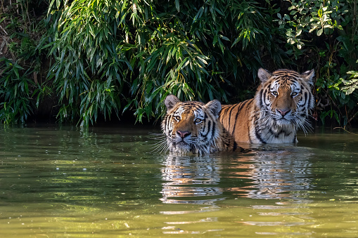 A couple of bengal tigers swimming in the water in the jungle