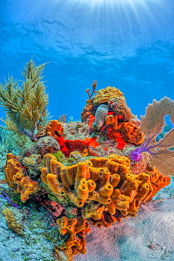 Sea life, coral reef  Underwater scene with Fire coral . Scuba Diver Point of View.