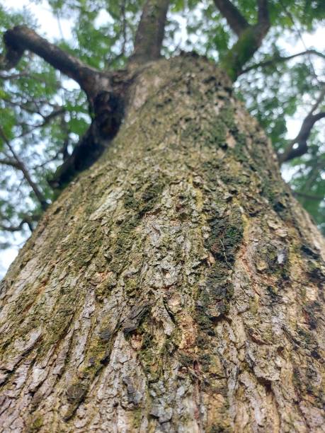 istock Scenic of tree from bottom to the top 1453757361