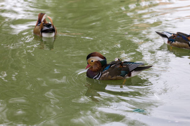 Mandarin duck is standing on lake.Berlin - Germany.