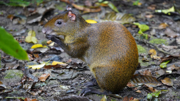 Agouti (Dasyprocta punctata) Agouti eating in a rainforest in Costa Rica. dasyprocta stock pictures, royalty-free photos & images