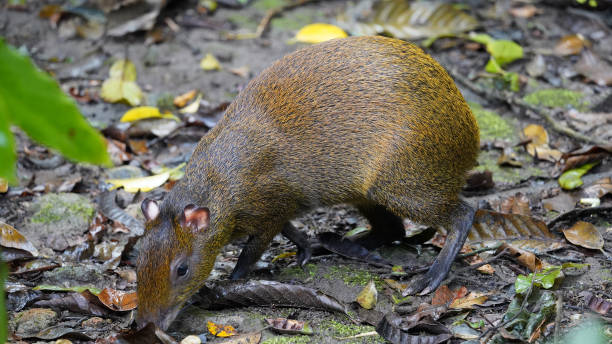 Agouti (Dasyprocta punctata) Agouti walking in the rainforest of Costa Rica dasyprocta stock pictures, royalty-free photos & images