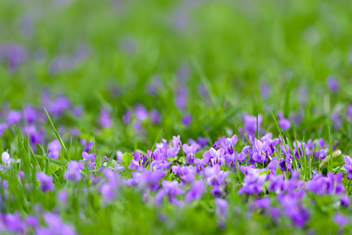 Flower bed with Common violets (Viola Odorata) flowers in bloom, traditional easter flowers, flower background, easter spring background. Close up macro photo, selective focus. Ideal for greeting festive postcard.
