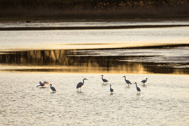 istock Winter pond and egrets at sunset 1453759401