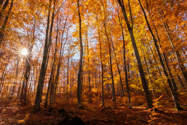 istock Autumn beech forest with sun rays among yellow leaves. Golden bright mystical mysterious landscape with fabulous trees. A journey through the forest. Beauty of nature. Natural background for design 1453759740
