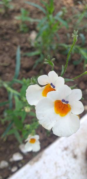 istock Beautiful white flowers in the garden 1453760463