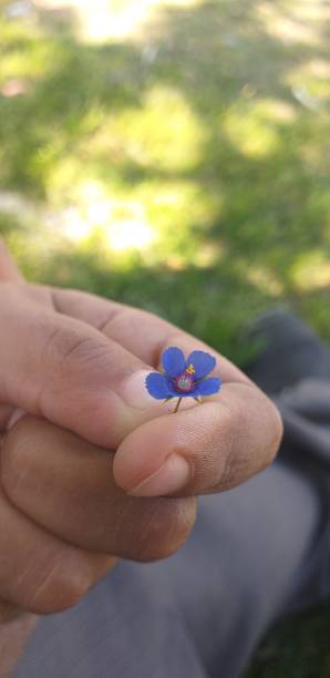 istock Tiny blue flowers in hand, man and nature 1453760499