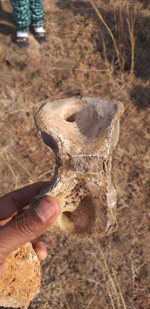 istock A piece of animal's backbone 1453760727