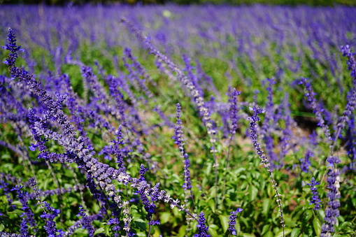 Lavender Flowers in garden