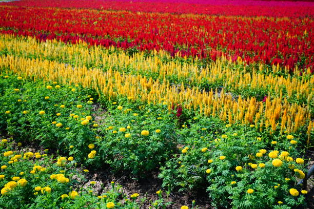 istock Colorful Celosia flowers meadow 1453760818