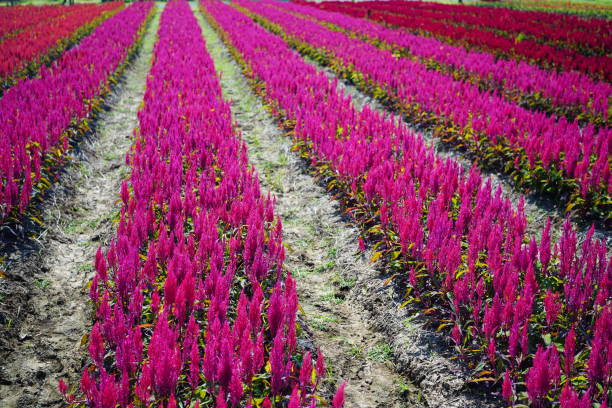 istock Colorful pink Celosia flowers meadow 1453760843