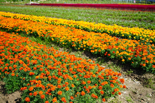 Orange Marigold in rows of flower beds full of  blooms background in garden