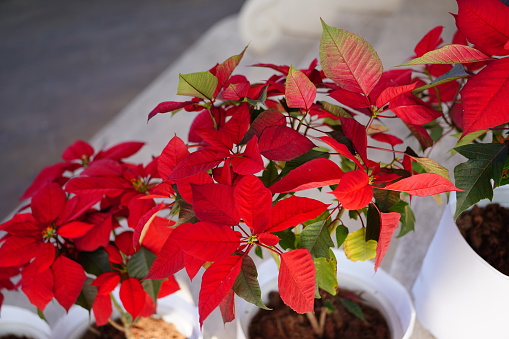 Red Christmas Poinsettia in a white plant pot