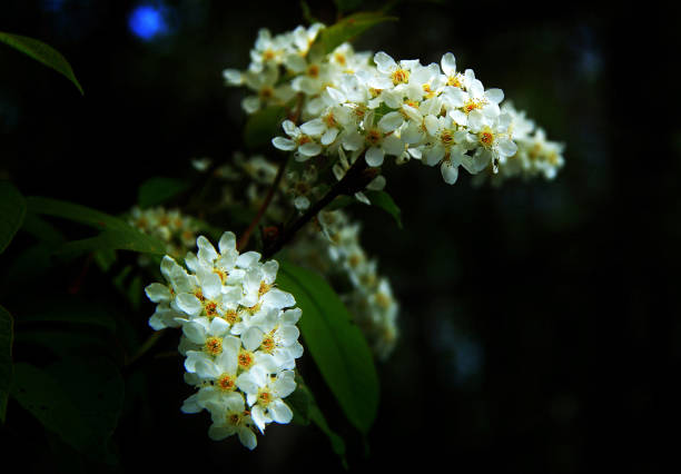 istock Beautiful Lithuania Flower pictures 1453761837
