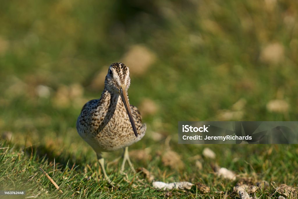 Magellanic Snipe Magellanic Snipe (Gallinago paraguaiae magellanica) looking for food on Carcass Island in the Falkland Islands. Animal Stock Photo
