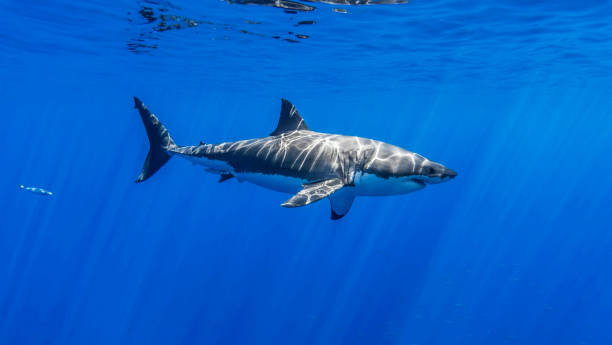 istock Magical Mexico underwater pictures 1453763551