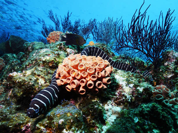 istock Magical Mexico underwater pictures 1453763563