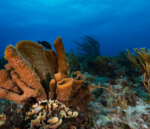 istock Magical Mexico underwater pictures 1453763614