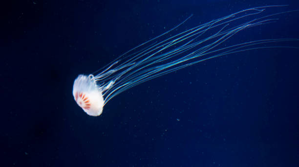 istock Magical Mexico underwater pictures 1453763631