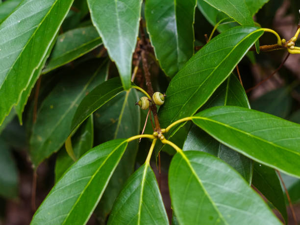 공원에서 회색 참나무의 작은 과일 클로즈업 - branch solitary tree oak tree seed 뉴스 사진 이미지