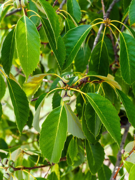 мелкие плоды серого дуба крупным планом - branch solitary tree oak tree seed стоковые фото и изображения