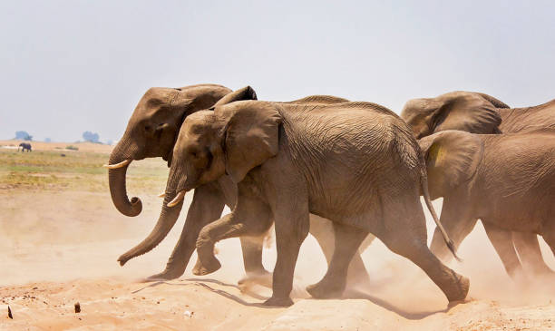 istock Beautiful Chobe ,Botswana wildlife  Pictures 1453765543