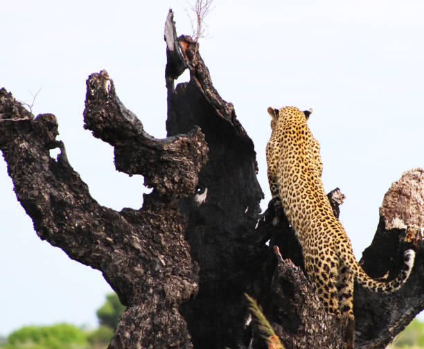 istock Beautiful Chobe ,Botswana wildlife  Pictures 1453766204