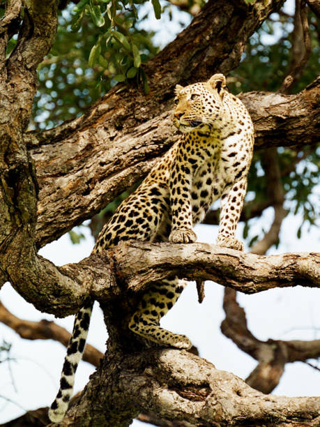 istock Beautiful Chobe ,Botswana wildlife  Pictures 1453766273