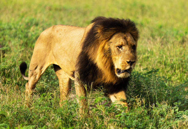 istock Beautiful Chobe ,Botswana wildlife  Pictures 1453766382