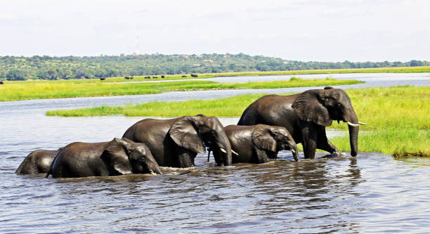 istock Beautiful Chobe ,Botswana wildlife  Pictures 1453766554